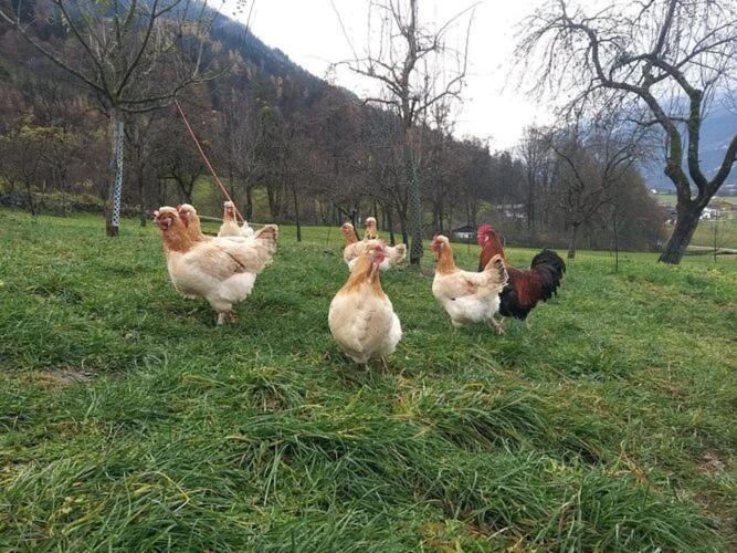 Holiday On An Organic Farm In 奇勒谷地哈特 外观 照片